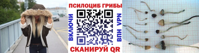 Галлюциногенные грибы Psilocybine cubensis где купить наркотик Барыш